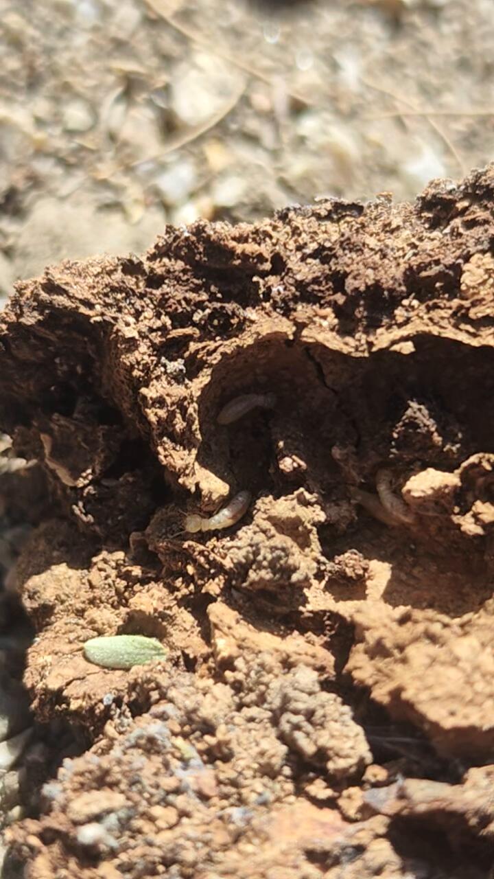 Termites discovered in the parking lot!