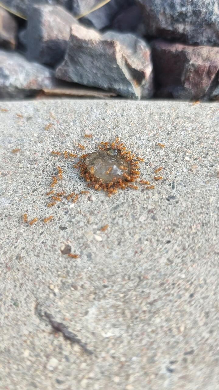 Ants love Advion bait gel